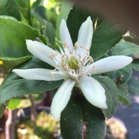 Buddha's hand - Citrus Medica Sarcodactylis - flower - Jardins du Monde.be
