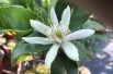 Zitronenbaum Buddhas Hand - Citrus Medica Sarcodactylis - Blume - Jardins du Monde.be
