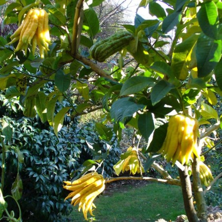 Main de Bouddha - auteur : Parisette (license: https://creativecommons.org/licenses/by-sa/3.0/legalcode.fr)