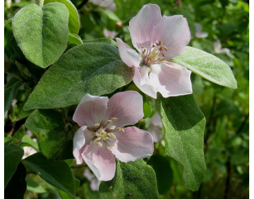 Cydonia Oblonga - fleur - Manfred Heyde, Public domain, via Wikimedia Commons