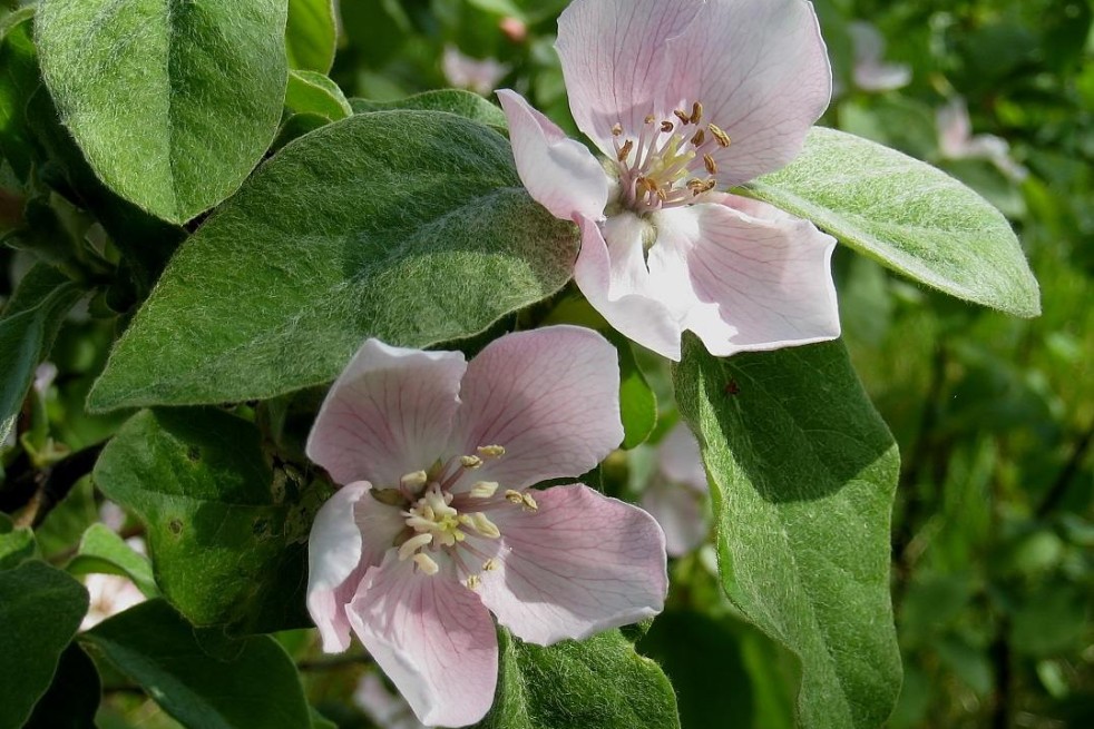Cydonia Oblonga - fleur - Manfred Heyde, Public domain, via Wikimedia Commons Cydonia Oblonga - fleur - Manfred Heyde, Public domain, via Wikimedia Commons