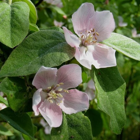 Cydonia Oblonga - fleur - Manfred Heyde, Public domain, via Wikimedia Commons