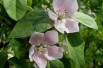 Cydonia Oblonga - fleur - Manfred Heyde, Public domain, via Wikimedia Commons