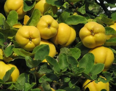 Cydonia Oblonga - fruit - Dietrich Krieger, CC BY-SA 3.0, via Wikimedia Commons