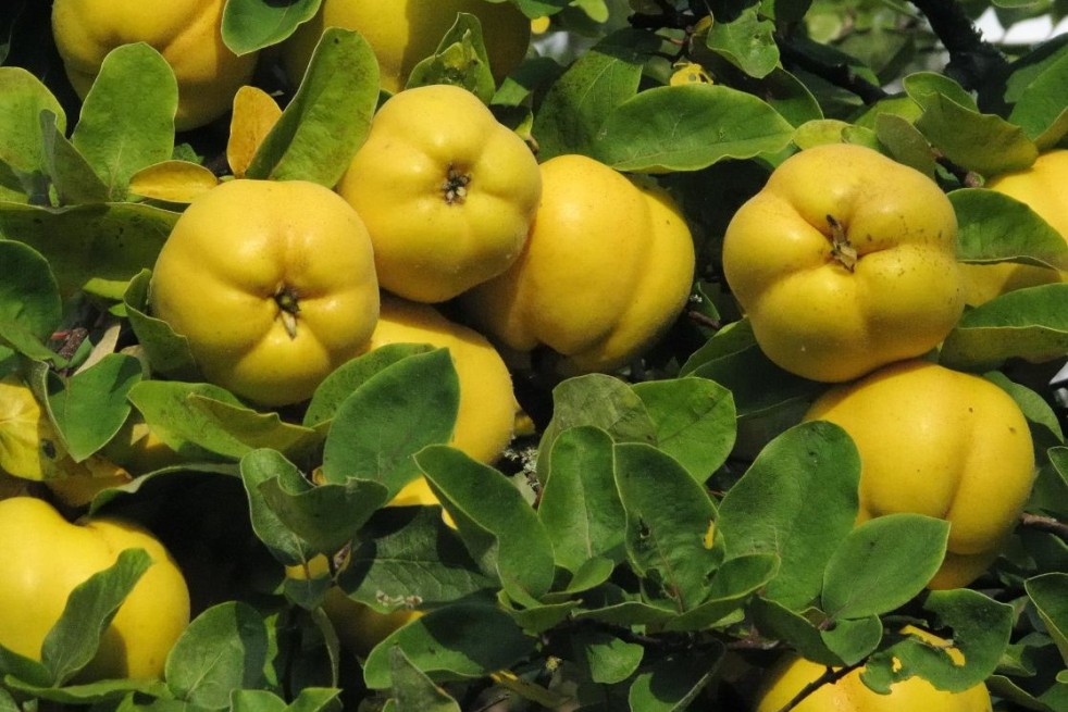 Cydonia Oblonga - fruit - Dietrich Krieger, CC BY-SA 3.0, via Wikimedia Commons Cydonia Oblonga - fruit - Dietrich Krieger, CC BY-SA 3.0, via Wikimedia Commons