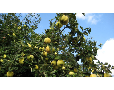 Cydonia Oblonga - arbre - Jonson22, CC0, via Wikimedia Commons