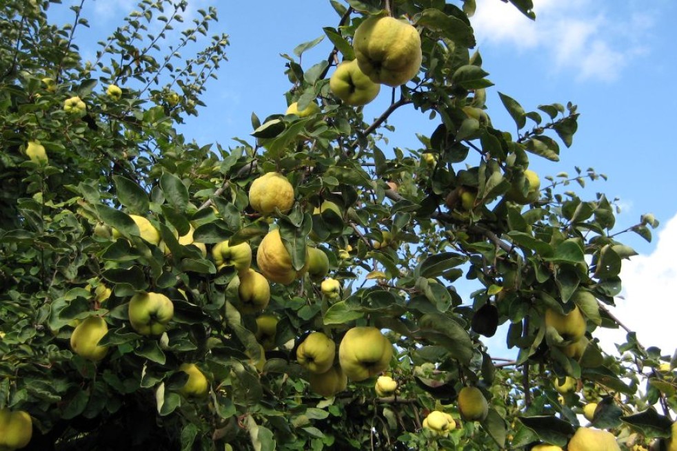 Cydonia Oblonga - tree - Jonson22, CC0, via Wikimedia Commons Cydonia Oblonga - tree - Jonson22, CC0, via Wikimedia Commons