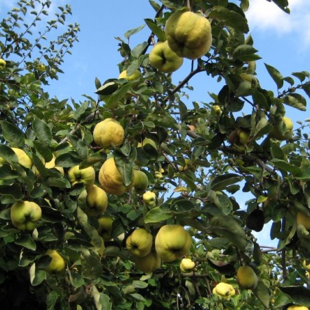 Cydonia Oblonga - arbre - Jonson22, CC0, via Wikimedia Commons