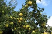 Cydonia Oblonga - baum - Jonson22, CC0, via Wikimedia Commons