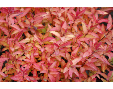 Japanse spierstruik Goldflame - Spiraea japonica Goldflame