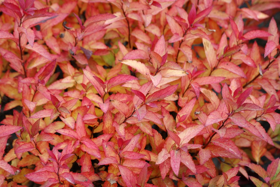 Spiraea japonica Goldflame feuillage automne