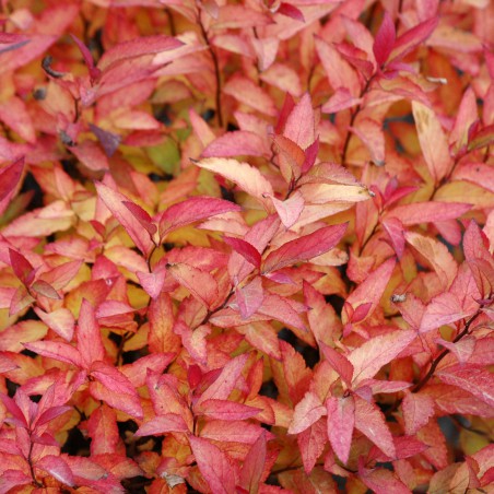 Japanischer Spierstrauch Goldflame - Spiraea japonica Goldflame