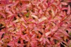 Spiraea japonica Goldflame feuillage automne