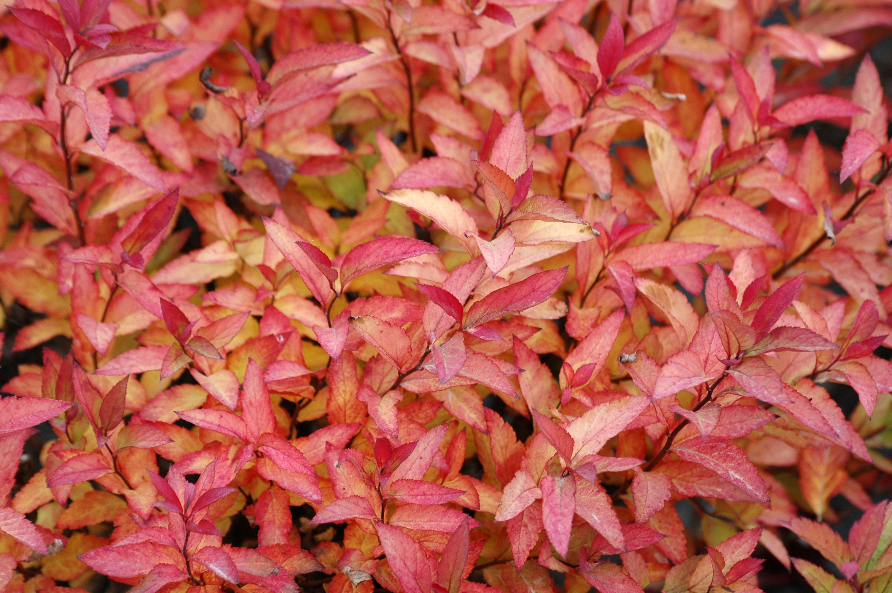 Japanese Spirea Goldflame Spiraea Japonica Goldflame
