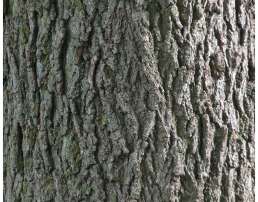 Juglans regia - Jardins du  Monde.be