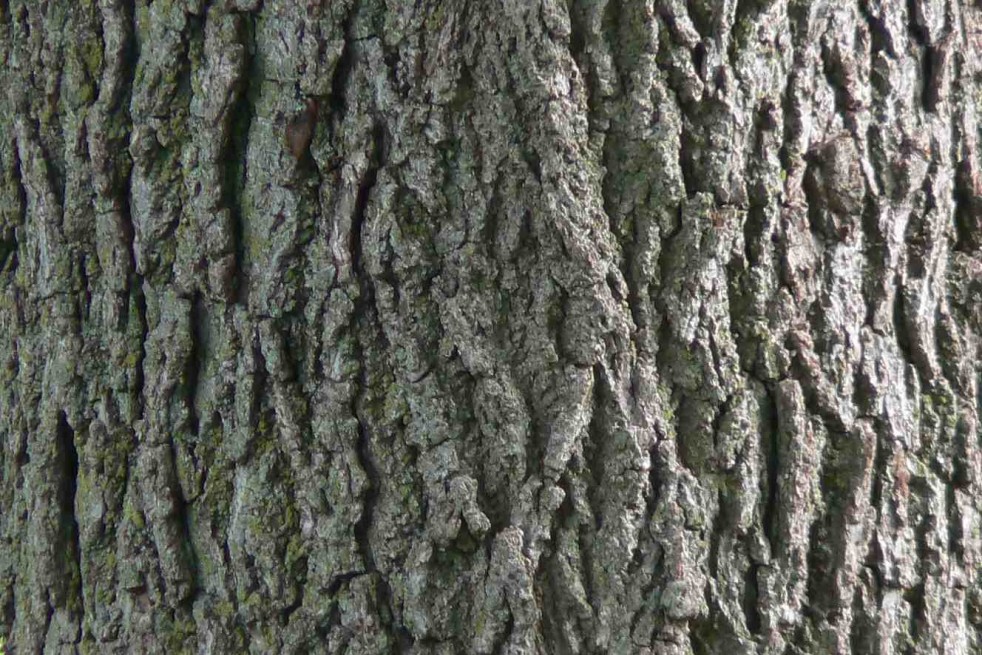 Noyer - Juglans regia - écorce - Jardins du  Monde.be Noyer - Juglans regia - écorce - Jardins du  Monde.be