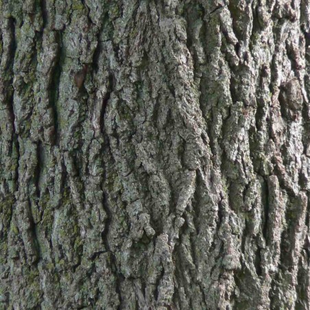 Juglans regia - Jardins du  Monde.be