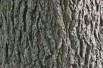 Juglans regia - Jardins du  Monde.be