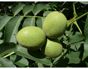 Juglans regia - Jardins du  Monde.be