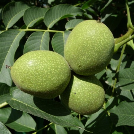 Noyer - Juglans regia - Jardins du  Monde.be