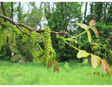 Juglans regia - Jardins du  Monde.be