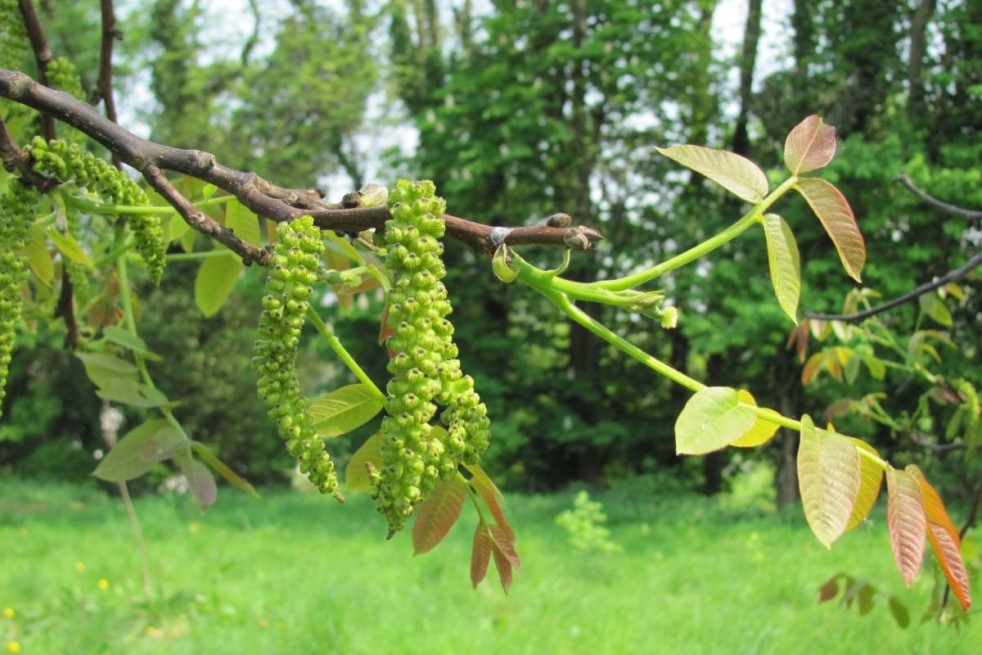 Noyer - Juglans regia - fleurs - Jardins du  Monde.be Noyer - Juglans regia - fleurs - Jardins du  Monde.be