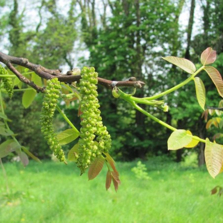 Juglans regia - Jardins du  Monde.be