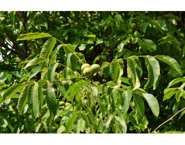 Juglans regia - Jardins du  Monde.be
