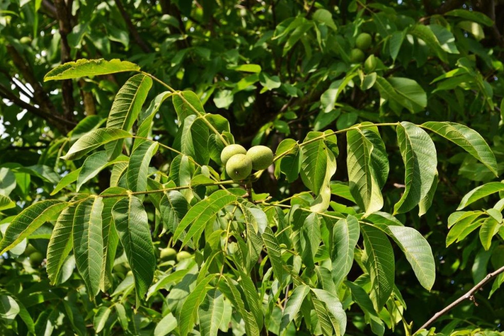 Juglans regia - Jardins du  Monde.be
