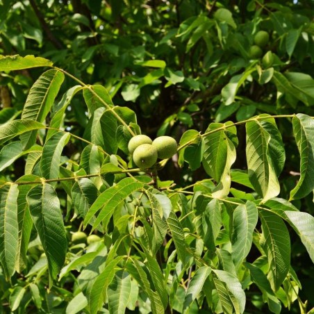 Juglans regia - Jardins du  Monde.be
