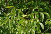 Juglans regia - Jardins du  Monde.be
