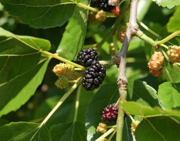 Morus Alba - Jardins du  Monde.be