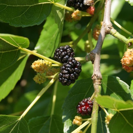 Morus Alba - Jardins du  Monde.be