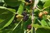 Morus Alba - Jardins du  Monde.be