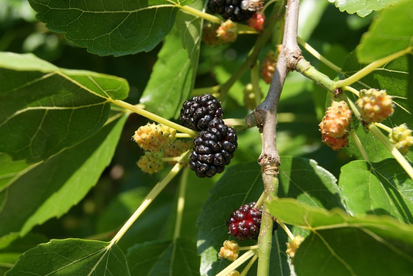 White mulberry tree
