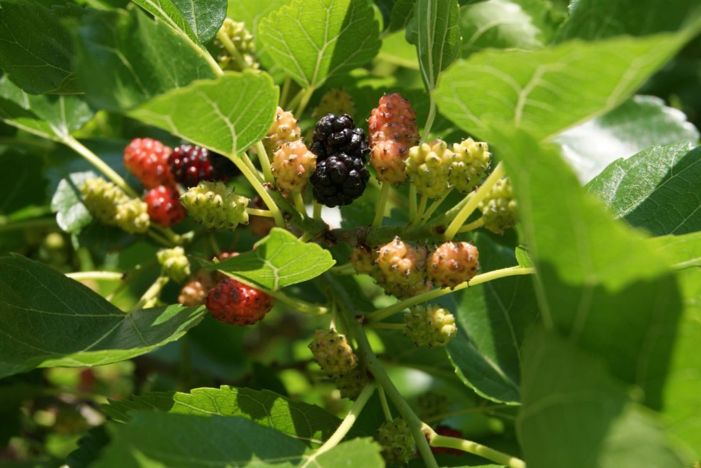Morus Alba - Jardins du  Monde.be