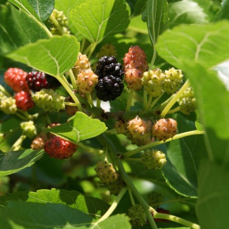 Morus Alba - Jardins du  Monde.be