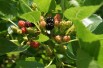 Morus Alba - Jardins du  Monde.be