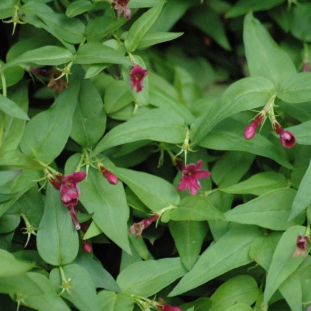 Rode Jasmijn - Jasminum Beesianum - Jardins du  Monde.be