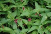 Red Jasmine - Jasminum Beesianum - Jardins du  Monde.be