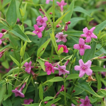 Jasmin rouge - Jasminum Beesianum - Jardins du  Monde.be