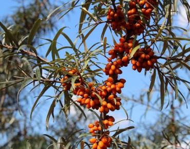 Sanddorn - Hippophae rhamnoides - Jardins du Monde.be