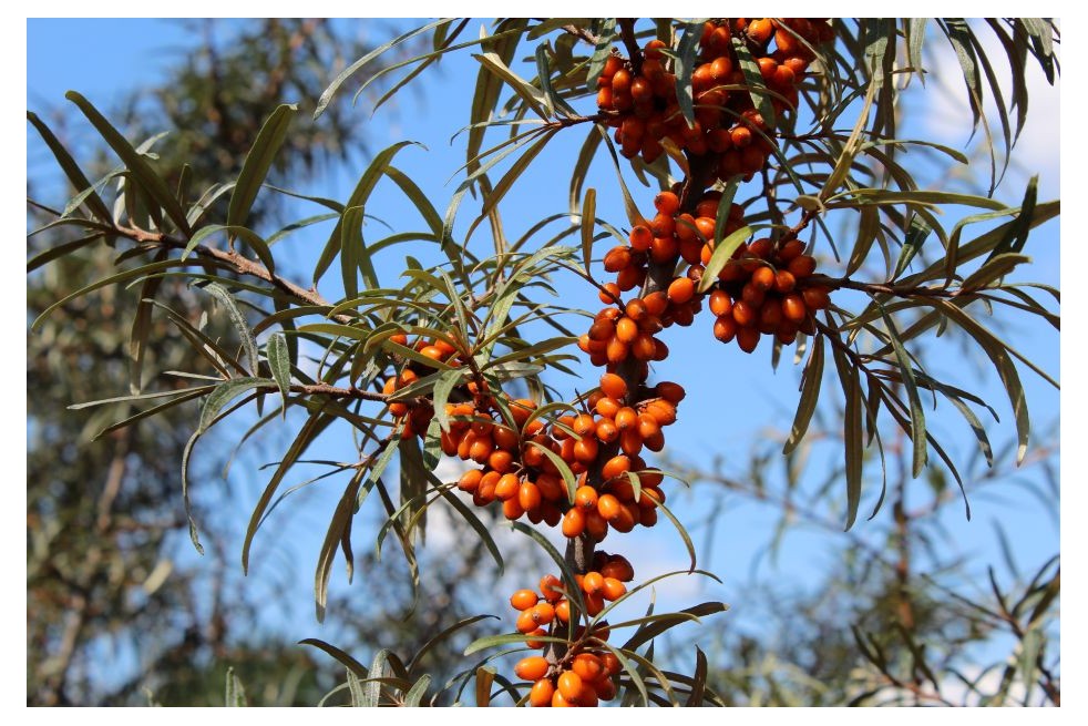 Sanddorn - Hippophae rhamnoides - Jardins du Monde.be
