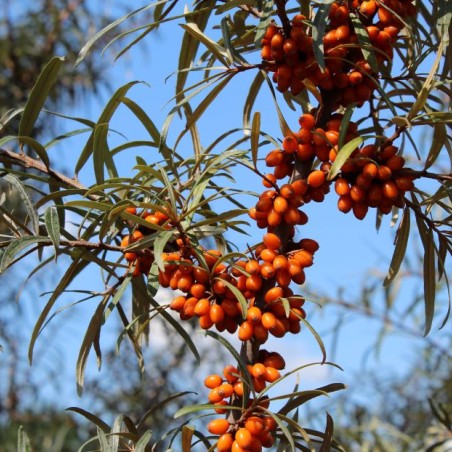 Argousier - Hippophae rhamnoides - Jardins du Monde.be