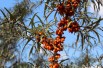 Sanddorn - Hippophae rhamnoides - Jardins du Monde.be