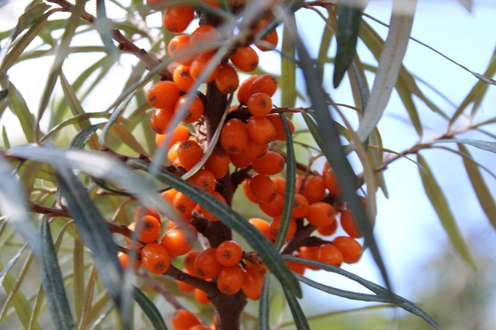Sanddorn - Hippophae rhamnoides - Jardins du Monde.be