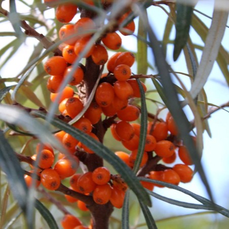 Argousier - Hippophae rhamnoides - Jardins du Monde.be