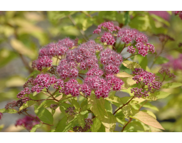 Japanse spierstruik Goldflame - Spiraea japonica Goldflame