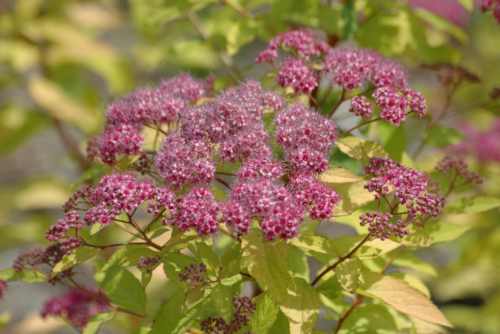 Spiraea japonica Goldflame floraison