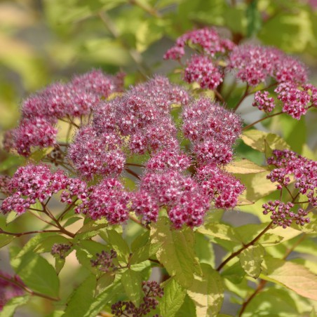 Spiraea japonica Goldflame floraison